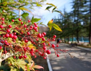 Пансионат "Бургас"