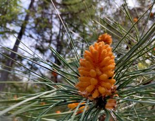 Пансионат "Бургас"