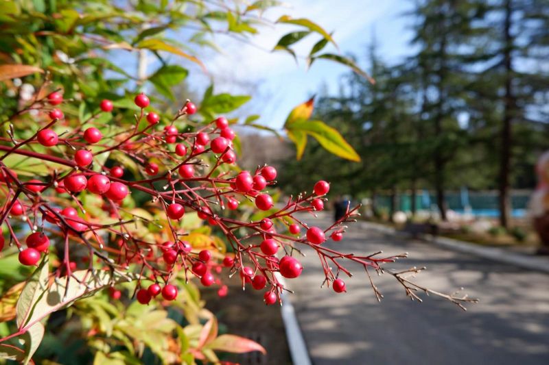 Пансионат "Бургас"