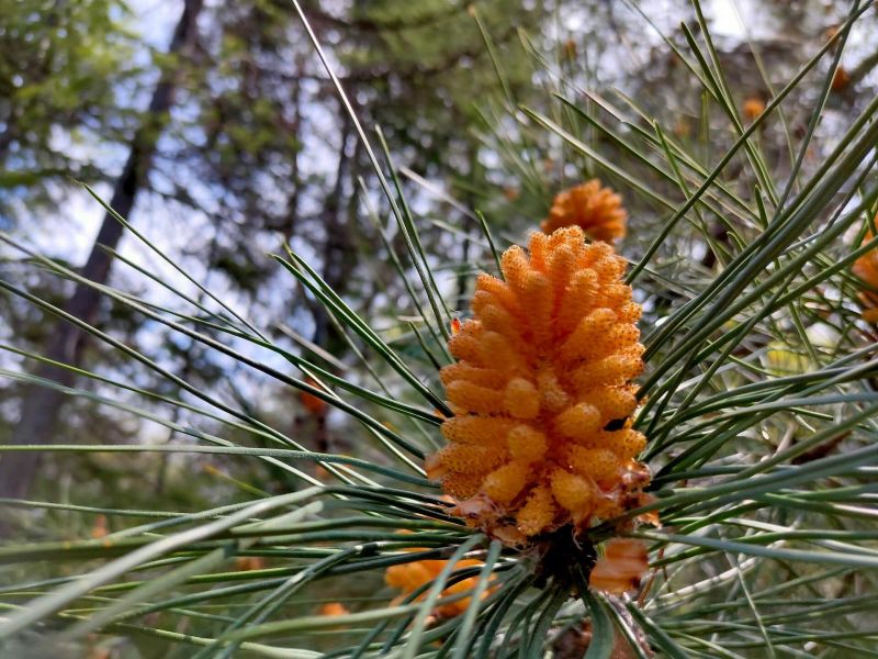 Пансионат "Бургас"